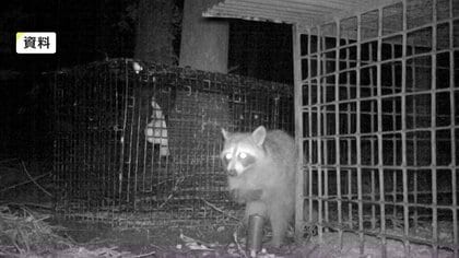 急増するアライグマ農作物被害 年間3000頭捕獲 一夫多妻で高い繁殖力 雑食でマダニも運ぶ 対策方法学ぶ研修会