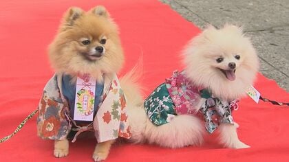 「かわいくてしょうがない」犬が着物で七五三　“千歳”菓子も?!　ペットのハレ姿【新潟発】
