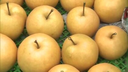 “ナシの王様”約６０００個がたわわに実る…津山市で秋の味覚「新高梨」の収穫作業本格化【岡山】