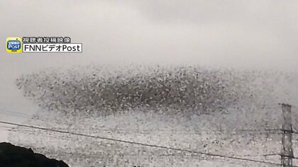 「空に幕があるみたい！」“うねる黒い塊”の正体は…渡り鳥「トモエガモ」の大群！越冬でまとまって日本に飛来か