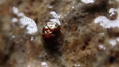 これ何という虫？宝石のようにキラキラ…珍種ハンターが発見した謎の生き物「ミズダニ」か調査続く（鳥取）