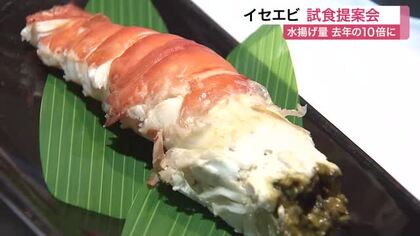南三陸産イセエビが急増　水揚げ量が去年の１０倍に　仙台市場で試食会と競り開催〈宮城〉