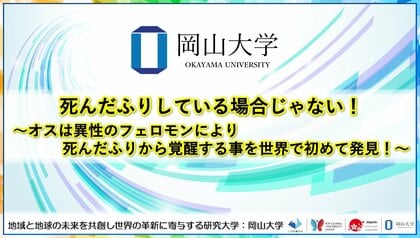 死んだふりしている場合じゃない!~オスは異性のフェロモンにより死んだふりから覚醒する事を世界で初めて発見!~〔琉球大学、岡山大学〕