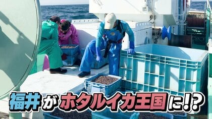 富山だけじゃない…“ホタルイカ王国”目指す福井・越前町の底引網漁に密着！水深250ｍから280メートルへ“春ライン”引き下げで「みんなニコニコ」