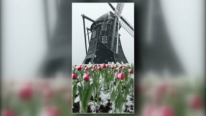 【最強寒波】雲仙岳で9cmの積雪　ハウステンボスで「風車に雪」がSNSで人気　6日明け方にかけて平地山地ともに大雪となるおそれ