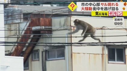 「上だ上！電柱！」市の中心部に“サル”現れる　街中逃げ回り約7時間後に捕獲　隣町では小学校の通学路付近に7匹出没　宮崎市