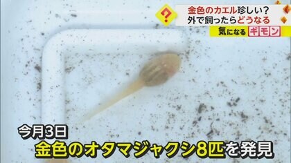 かなり珍しい】小学生が見つけた“金色のオタマジャクシ”がカエルに成長 体長1cmで目の色まで金色 岡山・倉敷市｜FNNプライムオンライン