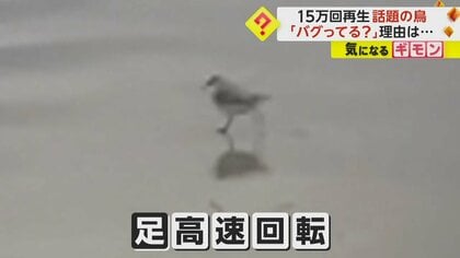15万回再生「バグってる？」と話題の鳥の動画 足を高速回転させ滑る