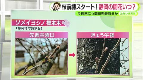 各地で桜前線スタート　静岡のソメイヨシノ開花もカウントダウン　【静岡・ただいま天気　3/16】