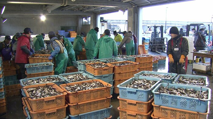 大量のハタハタの水揚げで活気づいていた頃の漁港の様子