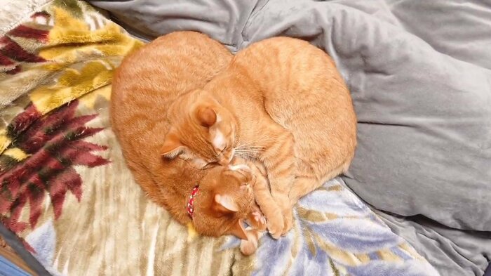 ハート型に見える