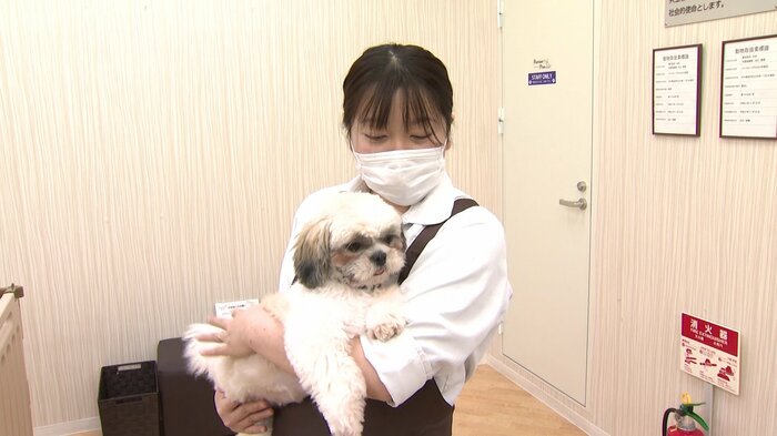 シーズーのわたちゃん