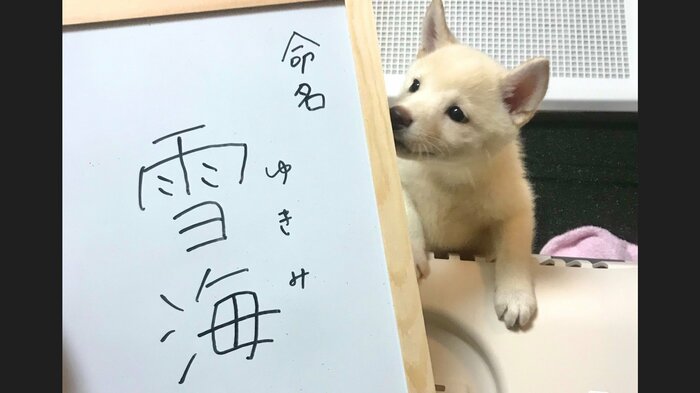 子犬時代の雪海ちゃん