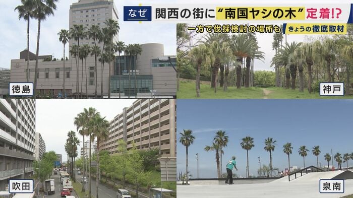 関西にもたくさんあるヤシの木