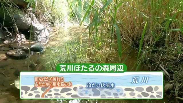 水温の違いも長く鑑賞できる理由の一つ