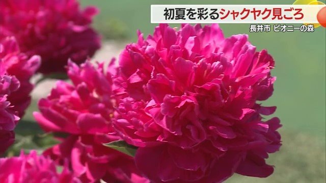 大輪の花を咲かせるシャクヤク