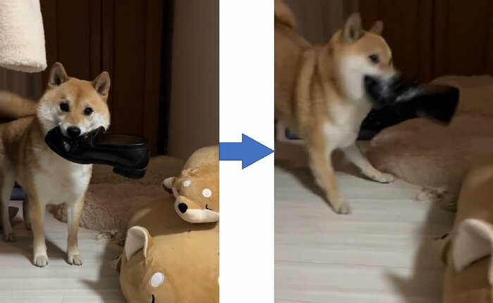 飼い主さんの検問にひっかかる 後ずさりして…