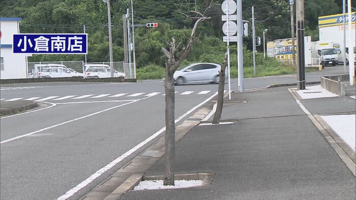 ビッグモーター小倉南店前の街路樹(2023年)