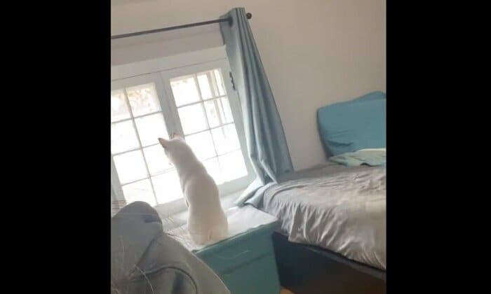 こちらはヨガ中ではなく、窓の外を眺めているくま君