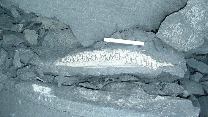 発見当時の恐竜の化石(提供:岸本眞五氏)