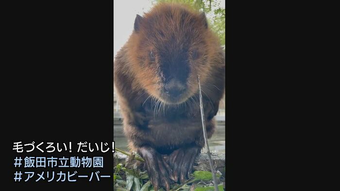 アメリカンビーバー(映像提供・飯田市動物園)