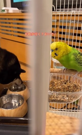 シャインくんの「お散歩行く?」も“ガン無視”なさくらちゃん