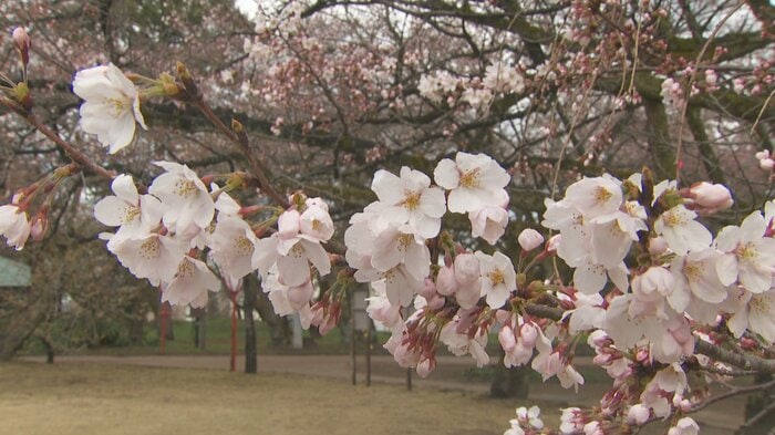 高岡古城公園（31日）
