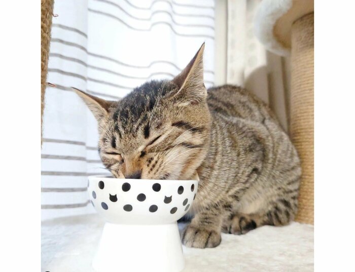 提供:アメチカンのもなさん