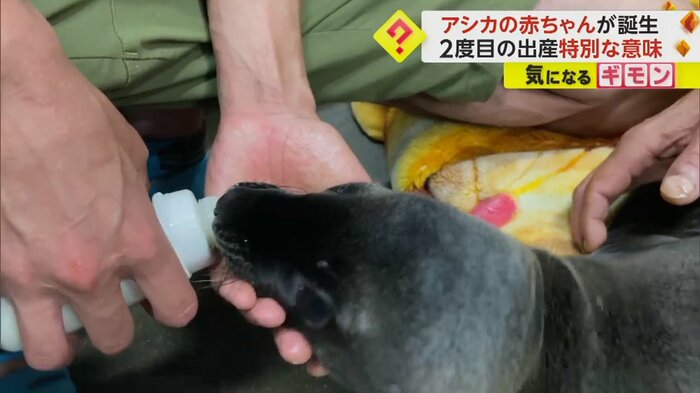 生まれたアシカの赤ちゃんにミルクをあげる