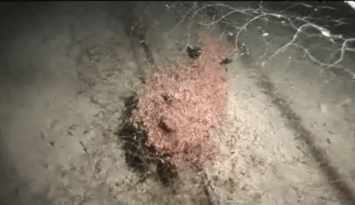 漁師らの要請でダイバーが潜ると魚に群がるヨコエビを見つける