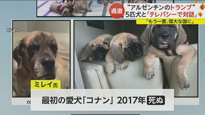 アメリカの会社に約7400万円を支払い、コナンのDNAを使ったクローンの子犬4匹を手に入れた