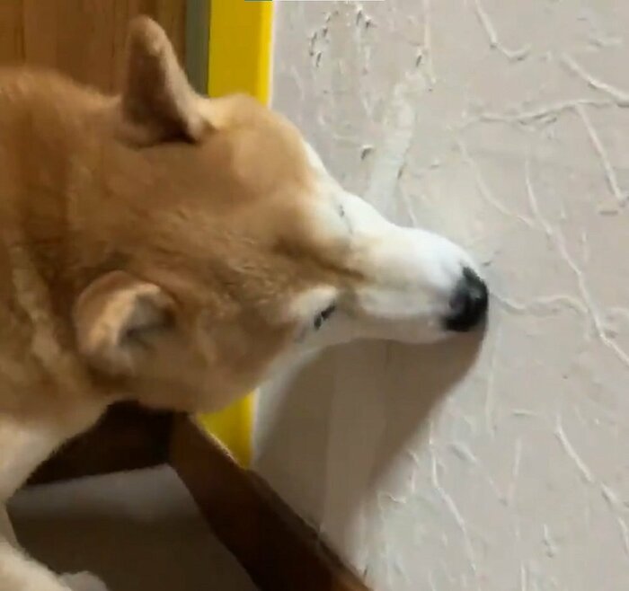 壁をかじってしまうことも・・・(投稿動画とは別の日の様子)