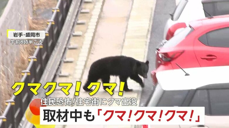 取材班の目の前に「クマ！クマ！クマ！」住宅街や線路沿いを徘徊するクマの目撃通報相次ぐ…近くに住民もいるアパート駐車場をウロウロ　岩手・盛岡市｜FNNプライムオンライン