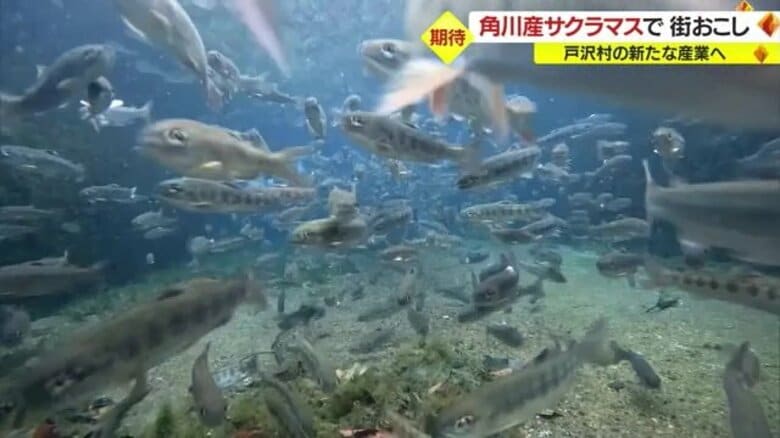 「可能性は無限大」月山のミネラル豊富な湧き水で育つ角川産サクラマスで地域おこし　強みを生かした特産品の開発・販売目指す【山形発】｜FNNプライムオンライン