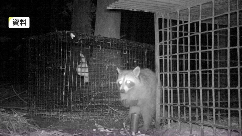 急増するアライグマ農作物被害 年間3000頭捕獲 一夫多妻で高い繁殖力 雑食でマダニも運ぶ 対策方法学ぶ研修会｜FNNプライムオンライン