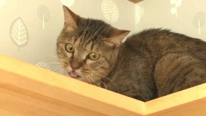 猫39匹が置き去り「多頭飼育崩壊」　保健所が保護…収容限度超え「譲渡会」　8歳メス「キラ」を引き取った家族の新生活　過酷な環境で過ごし縮まらない距離…「毎日少しずつ近づいている」動物愛護週間｜FNNプライムオンライン