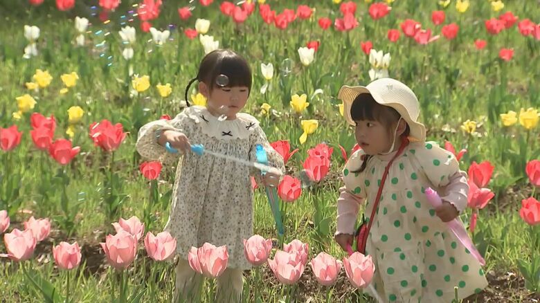 佐伯市宇目で約2万本のチューリップが見ごろ　桜とあわせて春の風景広がる　大分｜FNNプライムオンライン