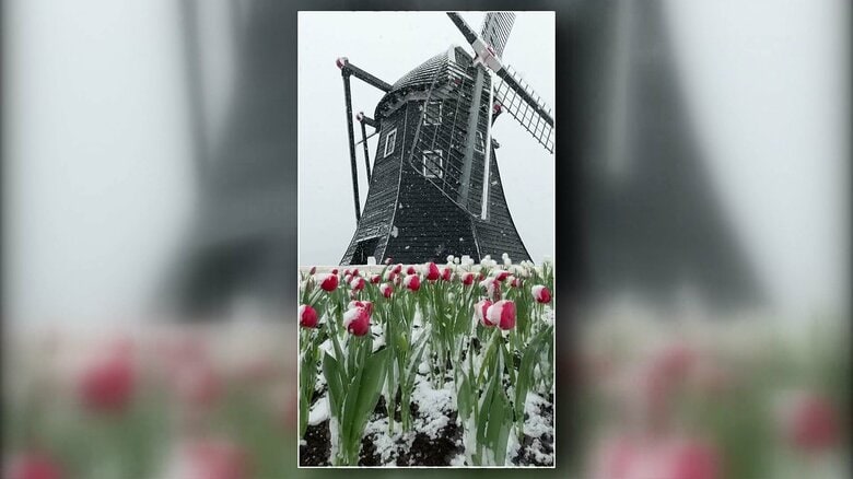 【最強寒波】雲仙岳で9cmの積雪　ハウステンボスで「風車に雪」がSNSで人気　6日明け方にかけて平地山地ともに大雪となるおそれ｜FNNプライムオンライン
