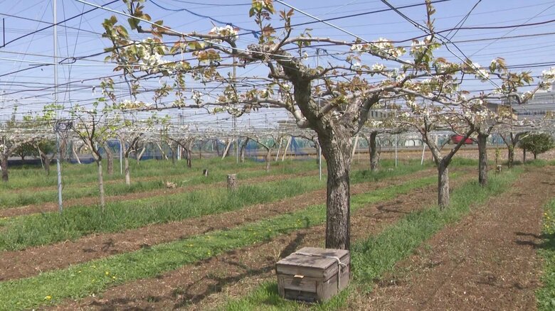 約10万匹が飛び回る…ナシの花が満開となりミツバチを使った受粉作業始まる 愛知県内有数の産地・豊田市｜FNNプライムオンライン