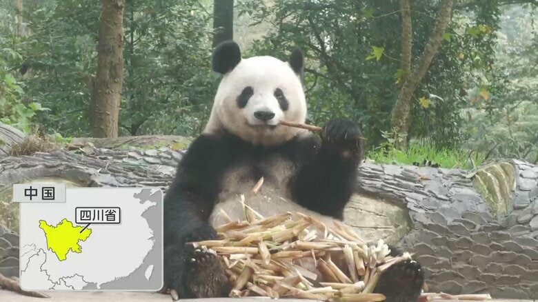 ジャイアントパンダ・シャンシャンが暮らす中国・四川省で大規模森林火災「竹林焼失でパンダの食料問題が生じることも」｜FNNプライムオンライン