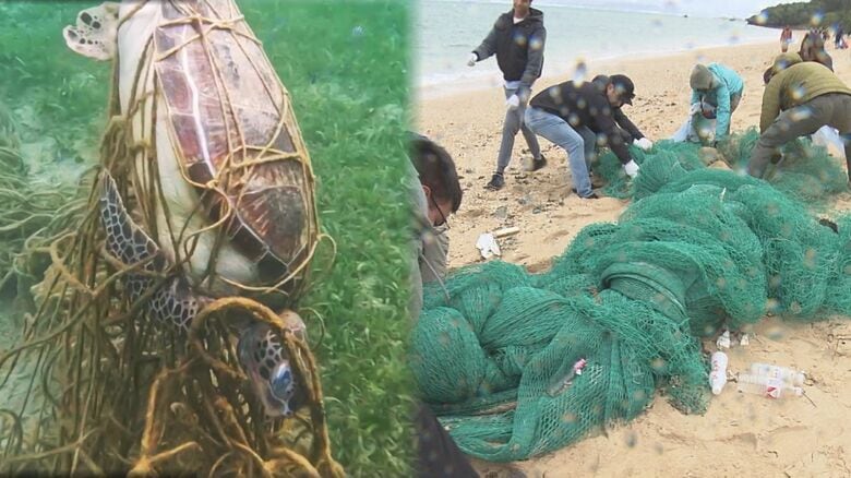 驚愕・体内から60個のマイクロプラスチックが！海洋ごみで命を落とすウミガメを救うための活動【沖縄発】　　｜FNNプライムオンライン