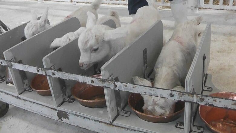 しっぽフリフリ！元気いっぱい「ヤギのベビーラッシュ」　25頭の赤ちゃん“ミルクの時間”　さらに45頭が生まれる予定｜FNNプライムオンライン