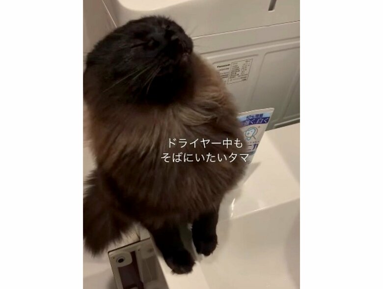 提供:イナタマグラムさん