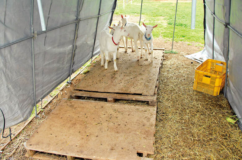 ヤギは高温多湿を嫌うので、ヤギ小屋は風通しのいいつくりにしたい（『ヤギと暮らす』より）