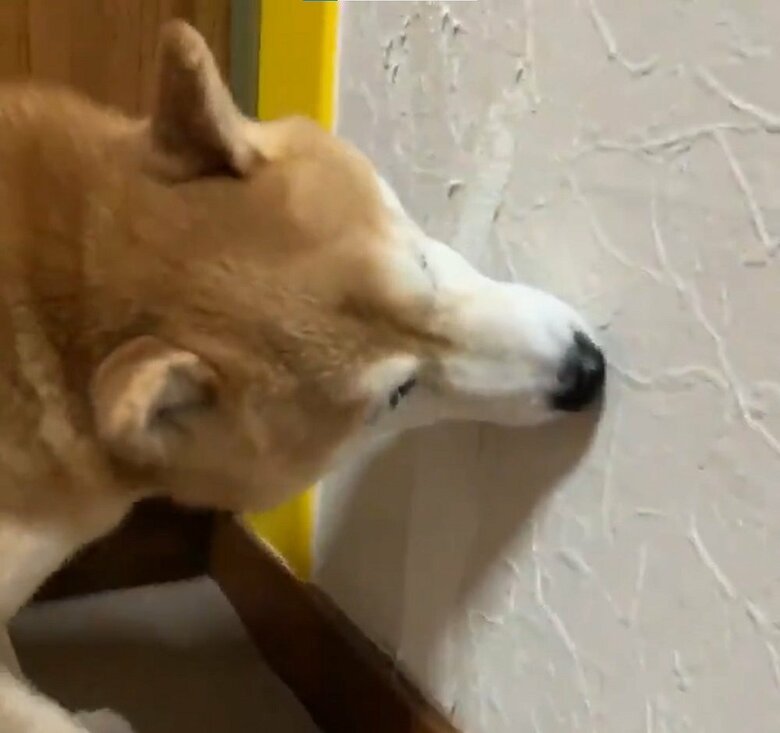 壁をかじってしまうことも・・・(投稿動画とは別の日の様子)