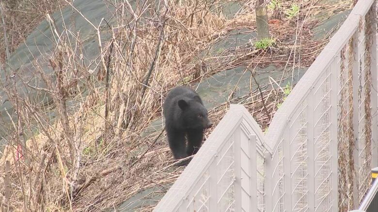 線路沿いを歩くクマ