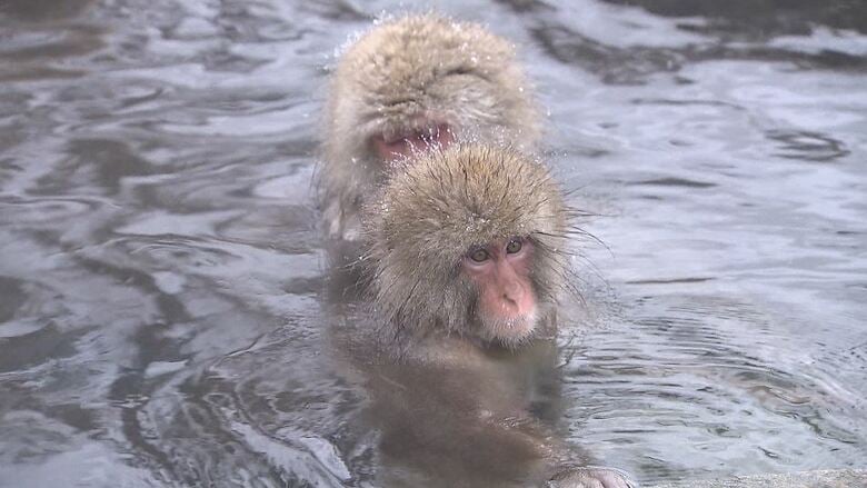 温泉につかるサル