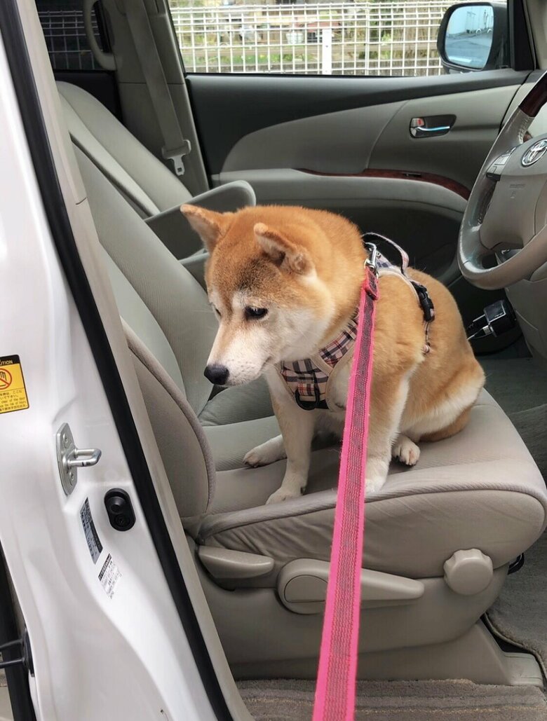 楽しみにしていたドライブ途中で寝てしまい起きたら家だったとき（提供：柴犬ももさん）