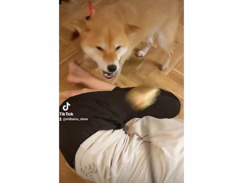 攻撃される次男さんを守るスティーブ（提供：柴犬スティーブch【コーギーと猫を添えて】さん）