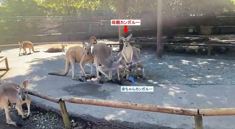 数頭のカンガルーと共にいる母親カンガルー